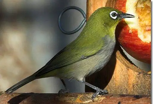 pet love bird